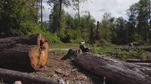 Best Hazardous Tree Removal  in Gratton, VA