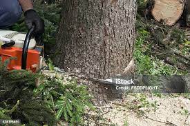 Best Fruit Tree Pruning  in Gratton, VA