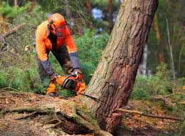 Gratton, VA Tree Services Company
