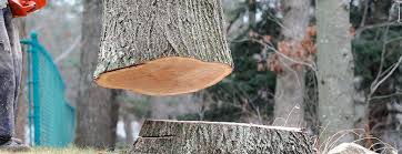 Best Tree Risk Assessment  in Gratton, VA
