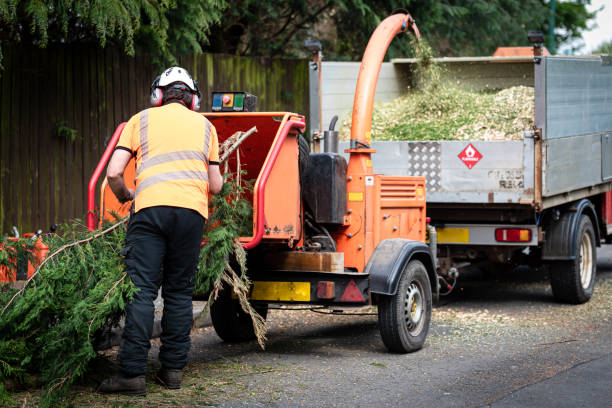 Best Tree Removal  in Gratton, VA