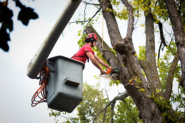 How Our Tree Care Process Works  in  Gratton, VA