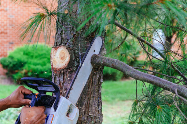 Best Firewood Processing and Delivery  in Gratton, VA